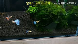 알비노 토파즈 구피 Topaz Guppy