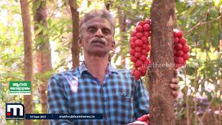 മൂട്ടിൽ പഴത്തിന്റെ വിശേഷങ്ങൾ - കൃഷിഭൂമി| Mathrubhumi News