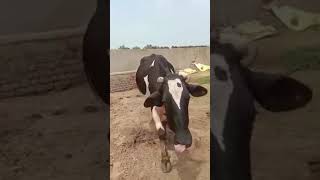 Dandiwall dairy farm jaitsar acchi nasl ki cow