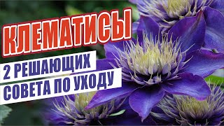 КЛЕМАТИСЫ. 2 РЕШАЮЩИХ СОВЕТА ПО УХОДУ