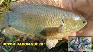 TERNYATA DI RAWA HUTAN JATI INI IKAN BETOK BABON SUPER BERADA || POKOKE MANCING TERUS!!