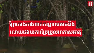 ប្រព័ន្ធជីវៈចម្រុះ​ព្រៃកោងកាង​ពាក់​កណ្តាល​អាច​នឹង​រលត់​រលាយ​ដោយ​ការ​ប្រែប្រួល​អាកាសធាតុ