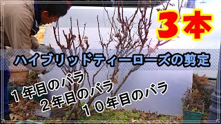 【どう違う？！】ハイブリッドティーローズの剪定 (._.)