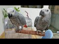 앵무새 카페 우리집 새새꾸의 두 회색앵무 two gray parrots