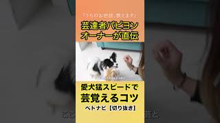 どんどん芸を覚える方法 #Shorts #犬