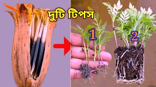 দুটি টিপস - গাঁদা ফুলের বীজ থেকে চারা তৈরির | Marigold Seeds Germination