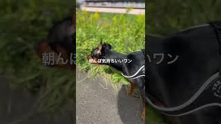 ミニピンのハムです😁朝んぽ気持ちいいワン！！ #ミニチュアピンシャー #dog #miniaturepinscher #ミニピン #犬のいる暮らし