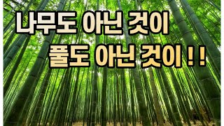 나무도 아닌 것이 풀도 아닌 것이~~(대나무 1편)