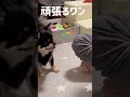 on a dietダイエット始めたチワワ shorts diet funnydogs chihuahua