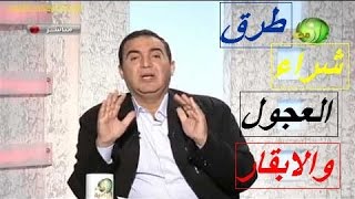 نصائح هامة عند شراء عجول التسمين ورعاية العجل بعد الشراء