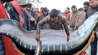 পদ্মার বিশাল সাইজের চিতল মাছ কত টাকা নিলামে বিক্রি হলো দেখুন | biggest fish market | MOINOTGHAT