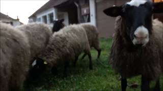 romanovska silježad / romanov sheep yearlings