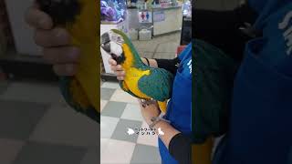 甲府市　ルリコンゴウインコ　大型インコ　ベタ慣れインコ　販売店#shorts