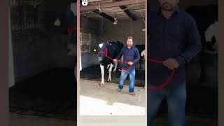 40kg ਮਿਲਕ ਟੌਪ ਕਵਾਲਿਟੀ HF 2 ਸੂਆ!! top kwality hf cow for sale 2 sua!!