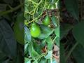 Avocados And Citrus EASILY Growing In North Carolina 🥑🍊🍋