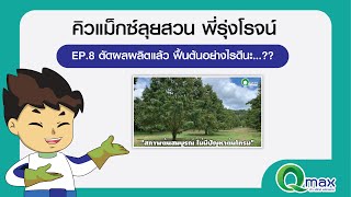 สวนพี่รุ่งโรจน์ EP.8 ตัดผลผลิตแล้ว ฟื้นต้นอย่างไรดีนะ...??