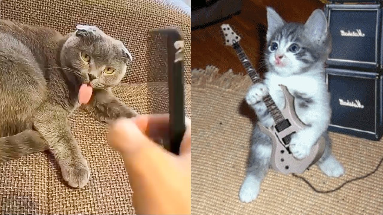 Dogs And Cats Reaction ёядг Funny Dog And Cat Videos ёяшвёяр 4 Youtube