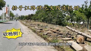 扬州扬子江路绿化改造，大面积砍杨树，这就是为啥市区道路绿化率高？