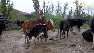 the pastoral life || chapter-53 || Nepal🇳🇵|| lajimbudha ||