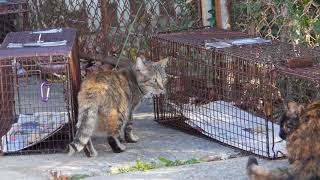 How To Trap, Neuter, Return Feral/Community Cats