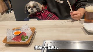 シーズーと焼肉行ってみた