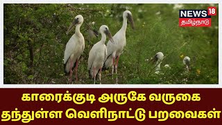 காரைக்குடி அருகே வருகை தந்துள்ள வெளிநாட்டு பறவைகள் | Foreign Birds Visiting | Karaikudi