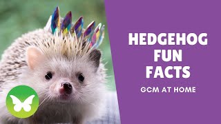 Hedgehog Fun Facts