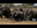 los elefantes de namibia vía libre para los paquidermos global 3000