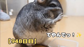 【948日目】てやんでっ！✨【孤独な飼い主のペットとの生活】