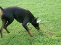 doberman taboo playing