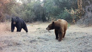Bear Mating Ritual