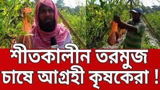 শীতকালীন তরমুজ চাষে আগ্রহী কৃষকেরা ! | Bangla News | Mytv News