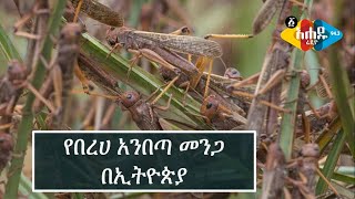 Ethiopia : የበረሀ አንበጣ መንጋ በኢትዮጵያ- ትንታኔ Ahadu Radio 94.3