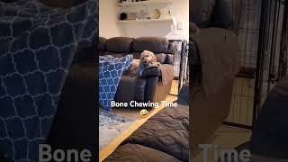 Tasty Bone Chewing Time For Teddy | SUBSCRIBE!!!