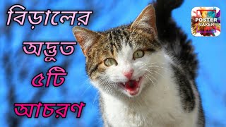 বিড়ালের ৫টি অদ্ভুত আচরণ, যা জানলে আপনিও অবাক হতে পারেন!