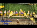 new super rare exotic finches stock update cuban cordan blue fire finches gloster cannery