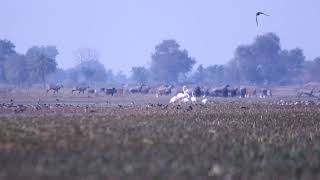 dhanauri wetlands