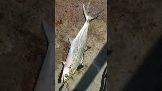 Spanish Mackerel 马鲛鱼🐟 Hogy Heavy Minnow jig~~ New York Fishing 纽约钓鱼 🎣