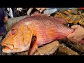 Giant Red Snapper Fish Cutting & Chopping In Fish Market By Expert Fish Cutter | Fish Cutting