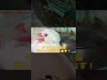 【文鳥】文鳥に逃げられまくる飼い主【java sparrow】