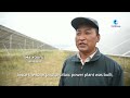 globalink solar power farms on plateau fuel china s green energy revolution