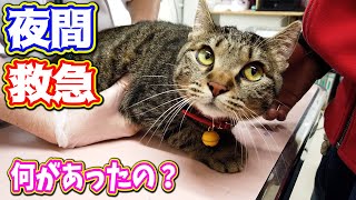 夜間救急 愛猫が足を引きずってる何があったの？ Kitten Cat Japanese traditional house