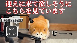 【更に…】拗ねた柴犬が迎えに来て欲しそうにコチラを見ています