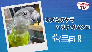 【こんぱまるＴＶ】相生店　#15 ネズミガシラハネナガインコ　セニョ！