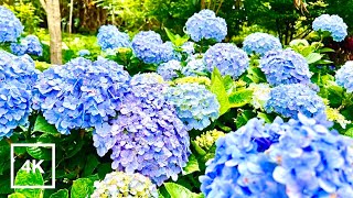 2022桃園枕頭山繡球花季 | Beautiful Hydrangea garden | 4K HDR