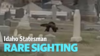 Watch A Wolverine Make Its Way Into A Butte, Montana Cemetery