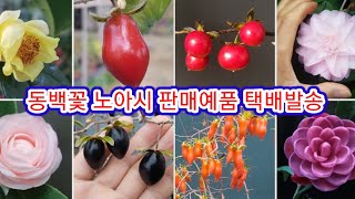 주작원 판매예품 126차 택배발송 소식/세계동백꽃 노아시-애기감(중국감)/구입하신 모든분들께 감사드립니다.