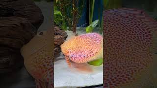 Oh dear, the most expensive discus fish is no more #discus