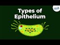 Types of Epithelial Tissue | Animal Tissues | Infinity Learn