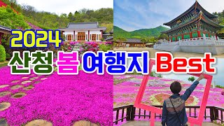 산청 가볼만한곳, 놓치면 후회할 봄여행지 추천, 산청꽃잔디축제, 대명사꽃잔디, 산청 동의보감촌, 산청여행지추천